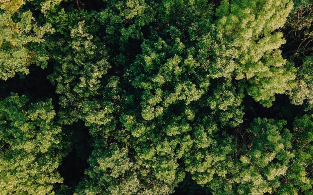 The Power of Bioeconomy in the Amazon